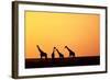 Giraffe Herd at Sunset-null-Framed Photographic Print