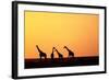 Giraffe Herd at Sunset-null-Framed Photographic Print