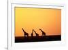 Giraffe Herd at Sunset-null-Framed Photographic Print