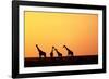 Giraffe Herd at Sunset-null-Framed Photographic Print