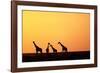 Giraffe Herd at Sunset-null-Framed Photographic Print