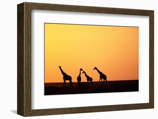 Giraffe Herd at Sunset-null-Framed Photographic Print