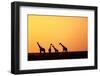 Giraffe Herd at Sunset-null-Framed Photographic Print