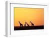 Giraffe Herd at Sunset-null-Framed Photographic Print