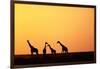 Giraffe Herd at Sunset-null-Framed Photographic Print