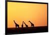 Giraffe Herd at Sunset-null-Framed Photographic Print