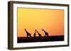 Giraffe Herd at Sunset-null-Framed Photographic Print