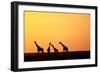 Giraffe Herd at Sunset-null-Framed Photographic Print