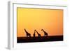 Giraffe Herd at Sunset-null-Framed Photographic Print