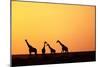 Giraffe Herd at Sunset-null-Mounted Photographic Print