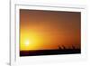 Giraffe Herd at Sunset-null-Framed Photographic Print