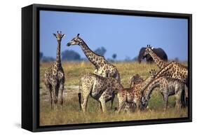 Giraffe Herd at Water Hole-Paul Souders-Framed Stretched Canvas