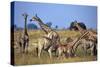 Giraffe Herd at Water Hole-Paul Souders-Stretched Canvas