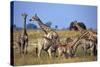 Giraffe Herd at Water Hole-Paul Souders-Stretched Canvas