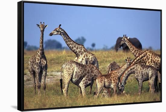 Giraffe Herd at Water Hole-Paul Souders-Framed Stretched Canvas