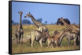 Giraffe Herd at Water Hole-Paul Souders-Framed Stretched Canvas