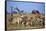 Giraffe Herd at Water Hole-Paul Souders-Framed Stretched Canvas