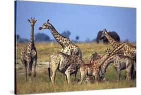 Giraffe Herd at Water Hole-Paul Souders-Stretched Canvas