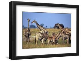 Giraffe Herd at Water Hole-Paul Souders-Framed Photographic Print