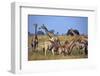 Giraffe Herd at Water Hole-Paul Souders-Framed Photographic Print