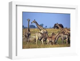 Giraffe Herd at Water Hole-Paul Souders-Framed Photographic Print