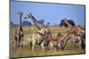 Giraffe Herd at Water Hole-Paul Souders-Mounted Photographic Print