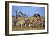 Giraffe Herd at Water Hole-Paul Souders-Framed Photographic Print