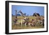 Giraffe Herd at Water Hole-Paul Souders-Framed Photographic Print