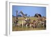 Giraffe Herd at Water Hole-Paul Souders-Framed Photographic Print