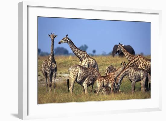 Giraffe Herd at Water Hole-Paul Souders-Framed Photographic Print