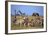 Giraffe Herd at Water Hole-Paul Souders-Framed Photographic Print