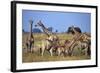 Giraffe Herd at Water Hole-Paul Souders-Framed Photographic Print