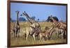 Giraffe Herd at Water Hole-Paul Souders-Framed Photographic Print