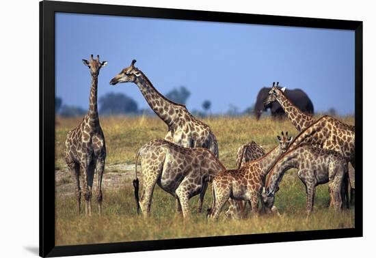 Giraffe Herd at Water Hole-Paul Souders-Framed Photographic Print