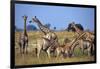 Giraffe Herd at Water Hole-Paul Souders-Framed Photographic Print