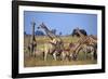 Giraffe Herd at Water Hole-Paul Souders-Framed Photographic Print