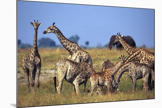 Giraffe Herd at Water Hole-Paul Souders-Mounted Photographic Print