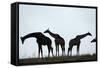 Giraffe Herd, Chobe National Park, Botswana-Paul Souders-Framed Stretched Canvas