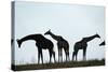 Giraffe Herd, Chobe National Park, Botswana-Paul Souders-Stretched Canvas