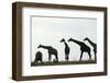 Giraffe Herd, Chobe National Park, Botswana-Paul Souders-Framed Photographic Print