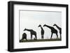 Giraffe Herd, Chobe National Park, Botswana-Paul Souders-Framed Photographic Print
