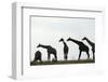 Giraffe Herd, Chobe National Park, Botswana-Paul Souders-Framed Photographic Print