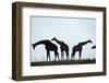 Giraffe Herd, Chobe National Park, Botswana-Paul Souders-Framed Photographic Print