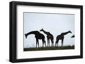 Giraffe Herd, Chobe National Park, Botswana-Paul Souders-Framed Photographic Print