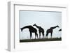 Giraffe Herd, Chobe National Park, Botswana-Paul Souders-Framed Photographic Print