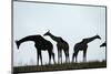 Giraffe Herd, Chobe National Park, Botswana-Paul Souders-Mounted Photographic Print