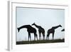 Giraffe Herd, Chobe National Park, Botswana-Paul Souders-Framed Photographic Print