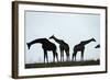 Giraffe Herd, Chobe National Park, Botswana-Paul Souders-Framed Photographic Print