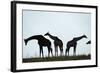 Giraffe Herd, Chobe National Park, Botswana-Paul Souders-Framed Photographic Print