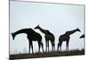 Giraffe Herd, Chobe National Park, Botswana-Paul Souders-Mounted Photographic Print